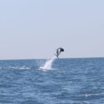 Punta Campanella, le acrobazie dei delfini (Video)