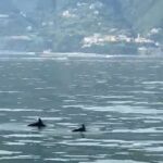 Delfini danzano nel mare davanti alla foce del Sarno (Video)