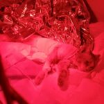 Morto Leone, il gattino scuoiato e trovato in condizioni disperate