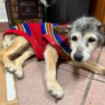 Lilly, la cagnolina ‘più vecchia del mondo’ compie 24 anni